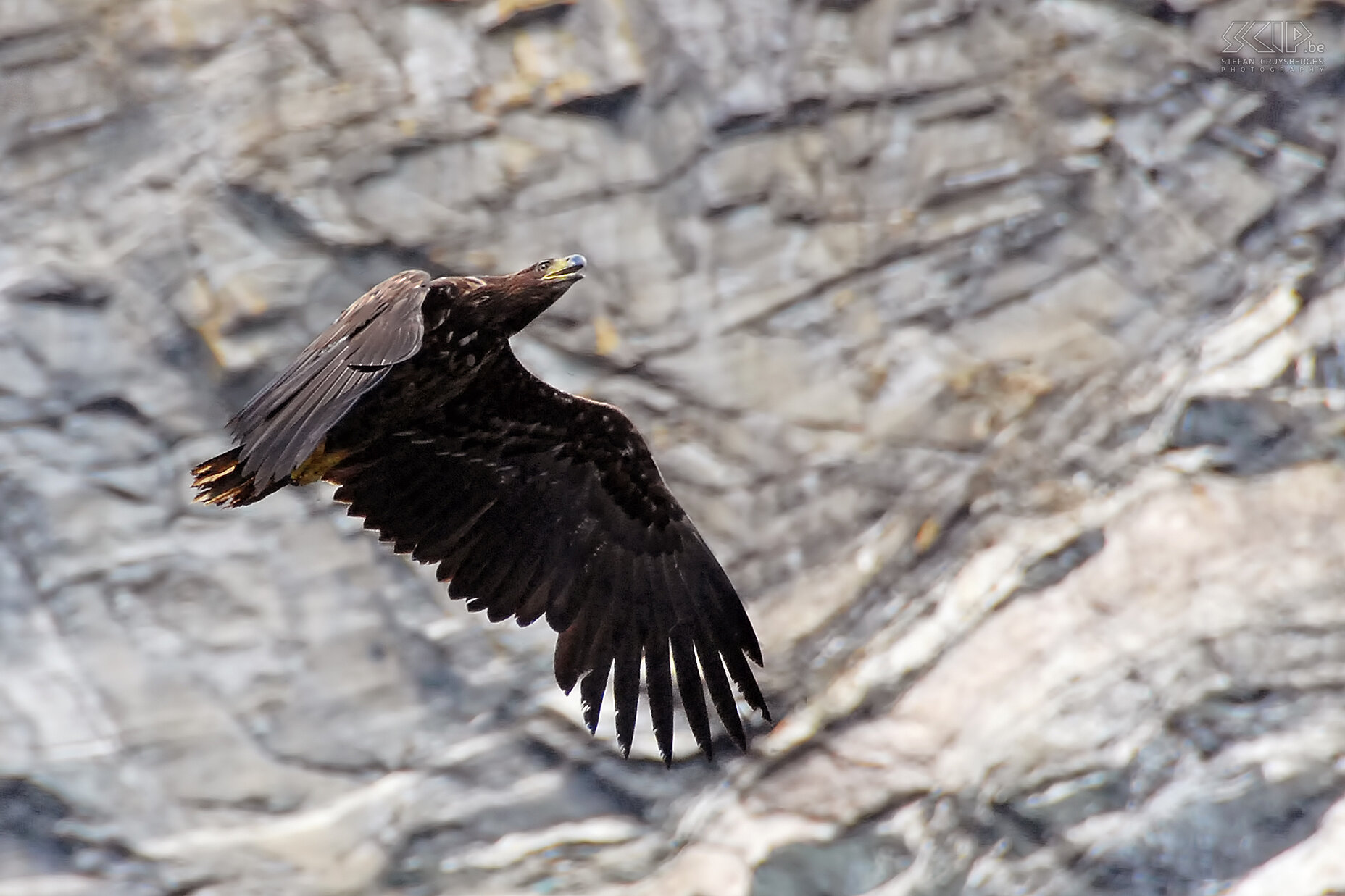 Zodiac tour - White-tailed eagle There are still a lot of white-tailed eagles (haliaeetus albicilla) living on the rock coast of the Lofoten. They are the biggest birds in Europe. We spotted them several times during our trip. This picture is my best shot and was taken at the southern rock coasts of Vaerøy. Stefan Cruysberghs